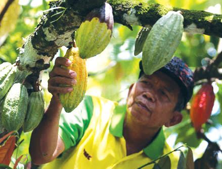 Kementan Targetkan RI menjadi Produsen Kakao Terbesar Dunia